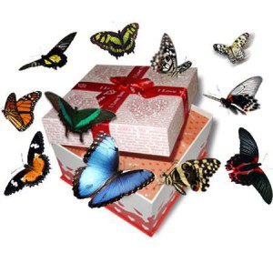 Фото бабочек в коробочке