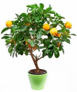 Фото лимонного дерева